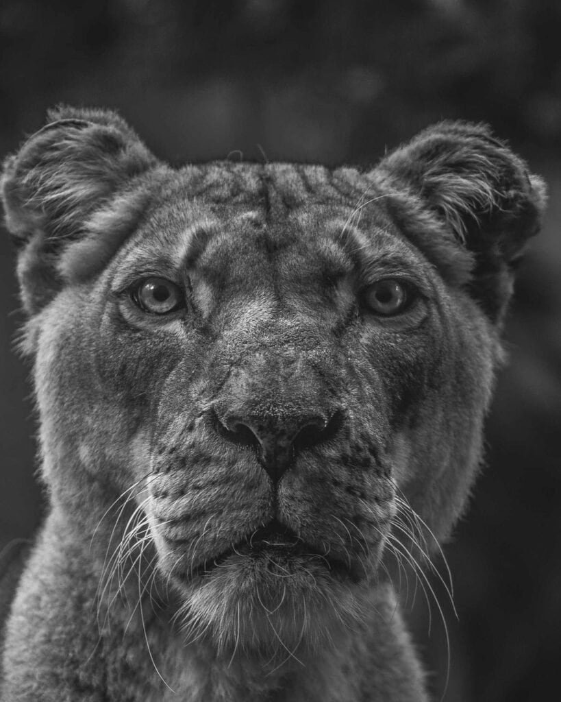 Portrait d'une lionne en noir et blanc, regard intense et expression noble.