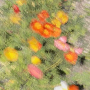 Colorful Flowers 1 - Photographie couleur de fleurs