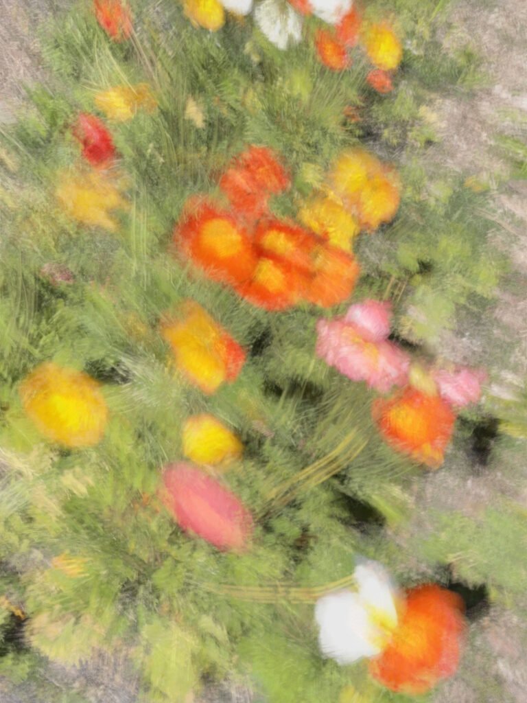 Colorful Flowers 1 - Photographie couleur de fleurs